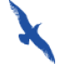 Cape Air